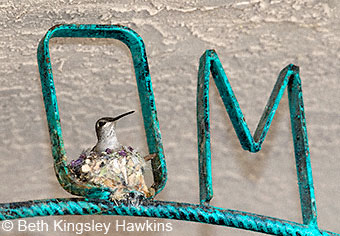 Black-chinned Hummingbird Nesting in a Welcome sign