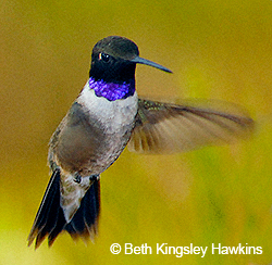 Black-chinned Hummingbird (male)