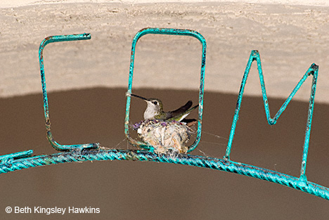 Black-chinned Hummingbird nesting in Welcome sign, DOT COM