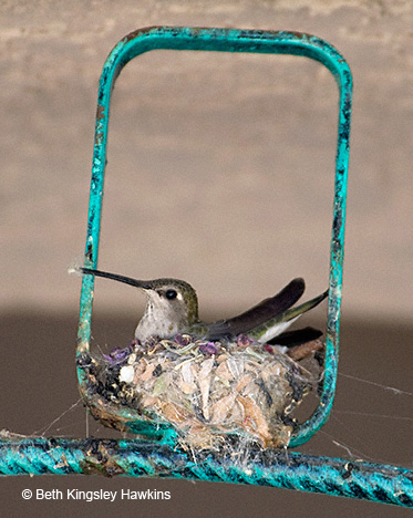 Black-chinned Hummingbird in nest with material in beak