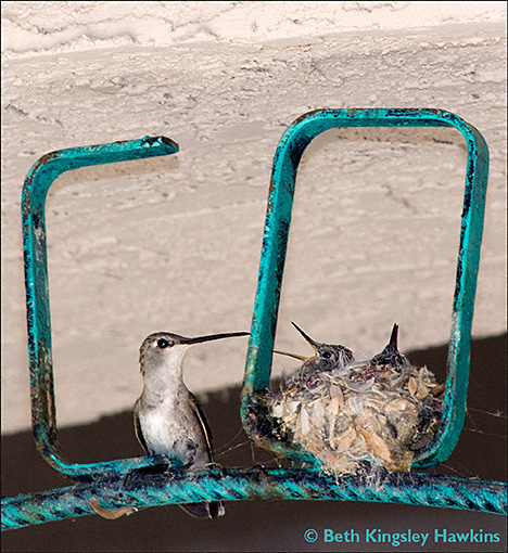 Black-chinned hummingbird nest with chicks in Welcome sign