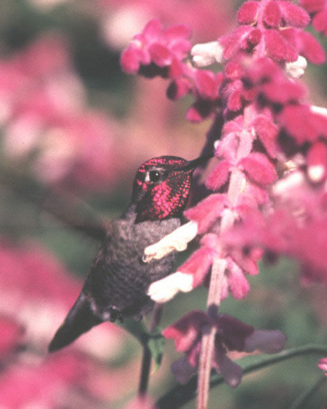 Anna's Hummingbird drinking from Salvia leucantha