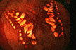 link to pumpkin-butterfly image
