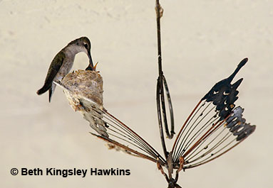 Black-chinned hummingbird nest on butterfly sculpture