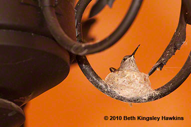 This black-chinned hummingbird built her nest in an open patio, atop a decorative hanging that looks like a flying mermaid! It would be easy not to see the nest.