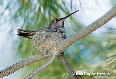 Anna's Hummingbird nest in Sedona, Arizona