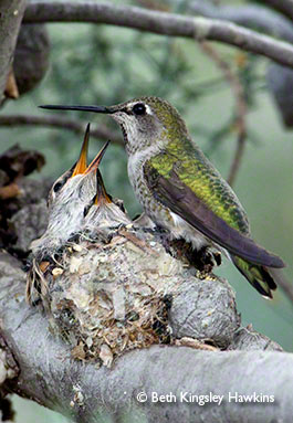 Anna's hummingbird feeding her chicks in a nest in Sedona, Arizona.