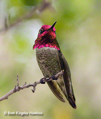 Adult male Anna's Hummingbird showing color in gorget.
