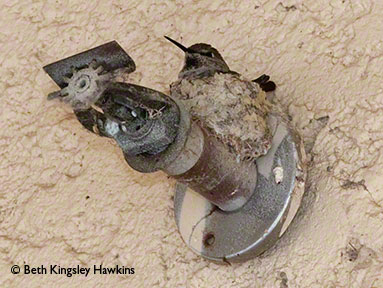 Anna's Hummingbird Nest on fire sprinkler head in Sedona, Arizona