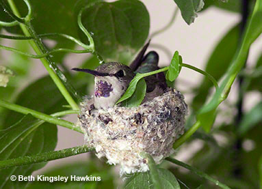 A Costa's hummingbird nest in Sedona, Arizona