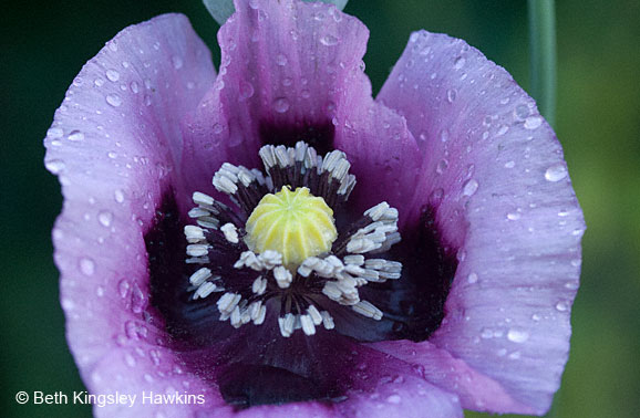 Purple poppy closeup with raindrops in Monet's Garden, Giverny France