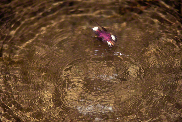 Snowcap hummingbird in Costa Rica, bathing in pool