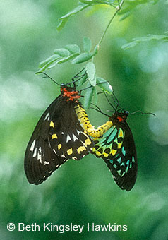 Cairn's Birdwing Butterflies mating